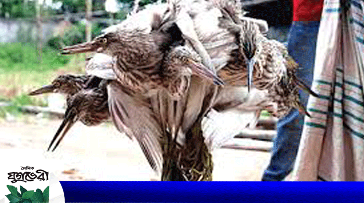 বিয়ানীবাজারে ক্ষেতের জমিতে কিটনাশক : কমছে পাখির সংখ্যা