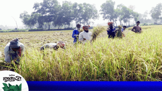 বিয়ানীবাজারে আমন ধানের বাম্পার ফলন : পাকা ধানে নবান্নের বার্তা