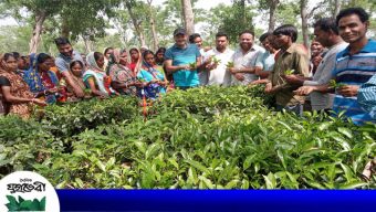 কমলগঞ্জে দলই চা বাগানে চা পাতা চয়ন শুরু