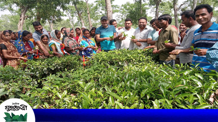 কমলগঞ্জে দলই চা বাগানে চা পাতা চয়ন শুরু