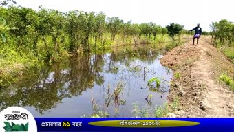 হাকালুকিতে ২০ হাজার বৃক্ষনিধন !