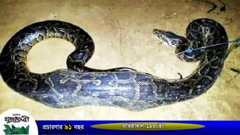 কমলগঞ্জে ১২ ফুট লম্বা অজগর সাপ উদ্ধার করে স্থানীয় চা-শ্রমিকরা