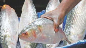 দুর্গাপূজা উপলক্ষে ভারতে যাচ্ছে ১২০০ টন ইলিশ