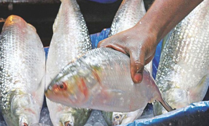 দুর্গাপূজা উপলক্ষে ভারতে যাচ্ছে ১২০০ টন ইলিশ