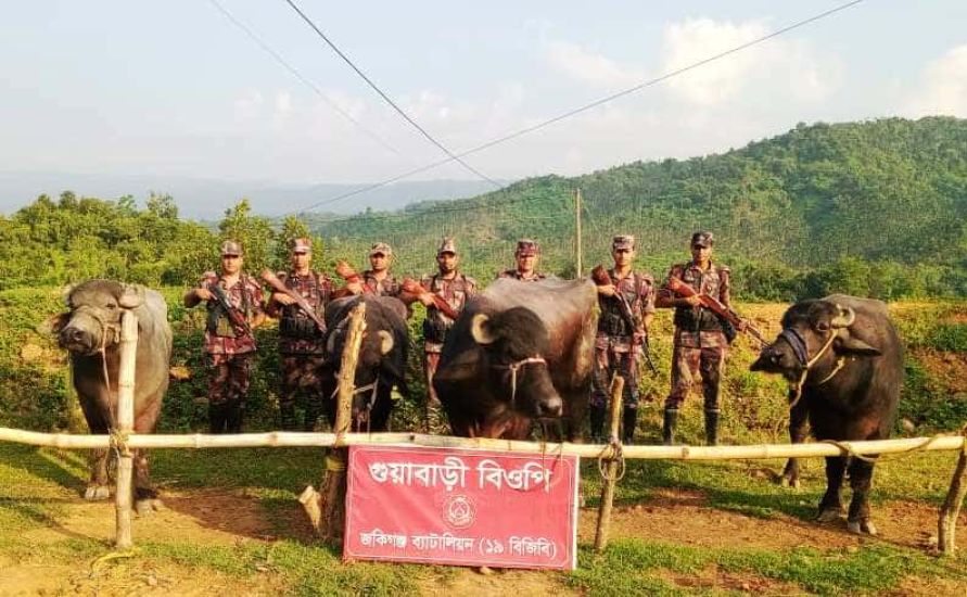 সিলেটে ১৬ লাখ টাকার ভারতীয় গরু-মহিষ আ ট ক