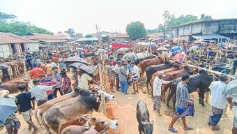 সুনামগঞ্জে কোরবানির পশুর হাট: গরু বেশি, ক্রেতা কম